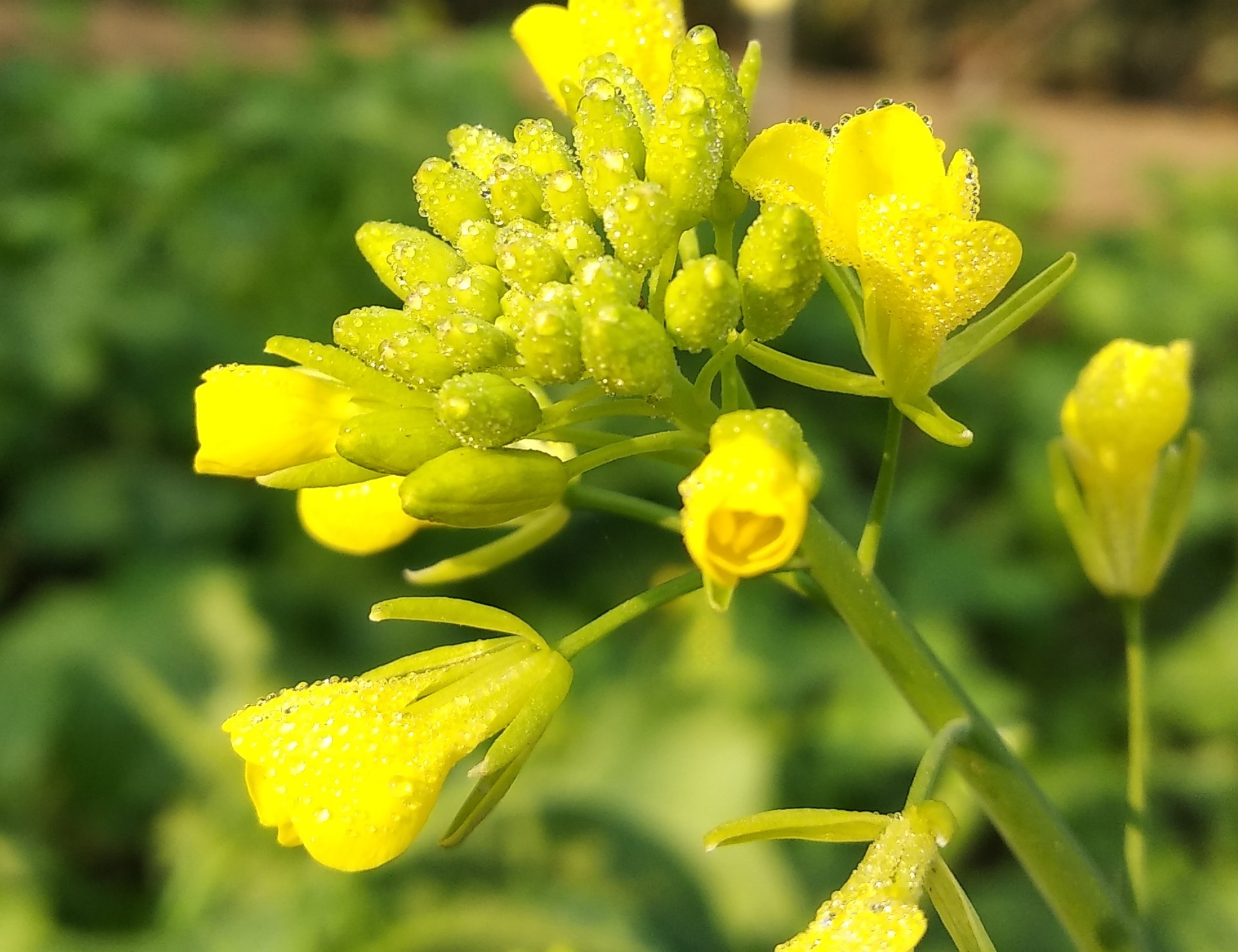 Brassica juncea image1