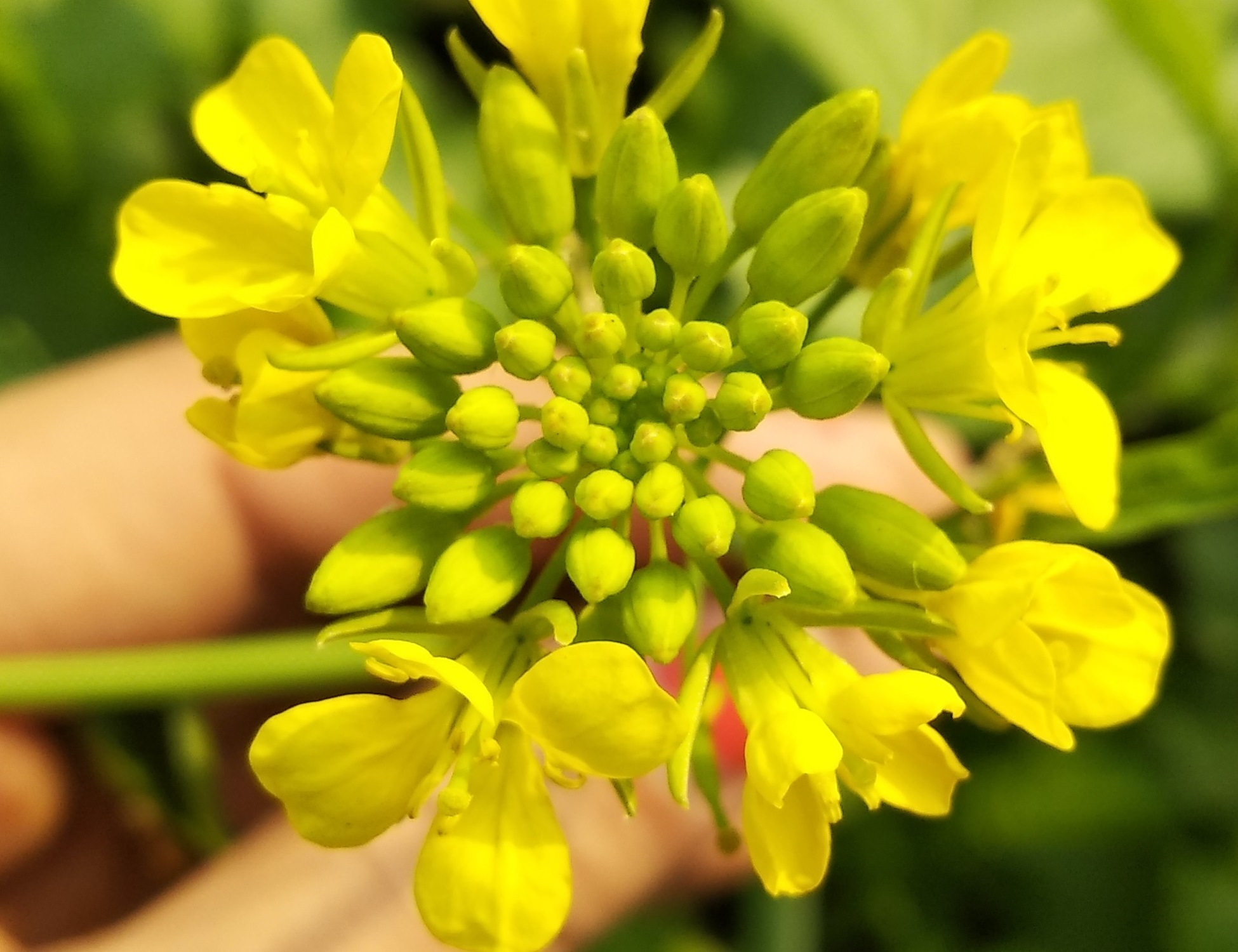 Brassica juncea image2