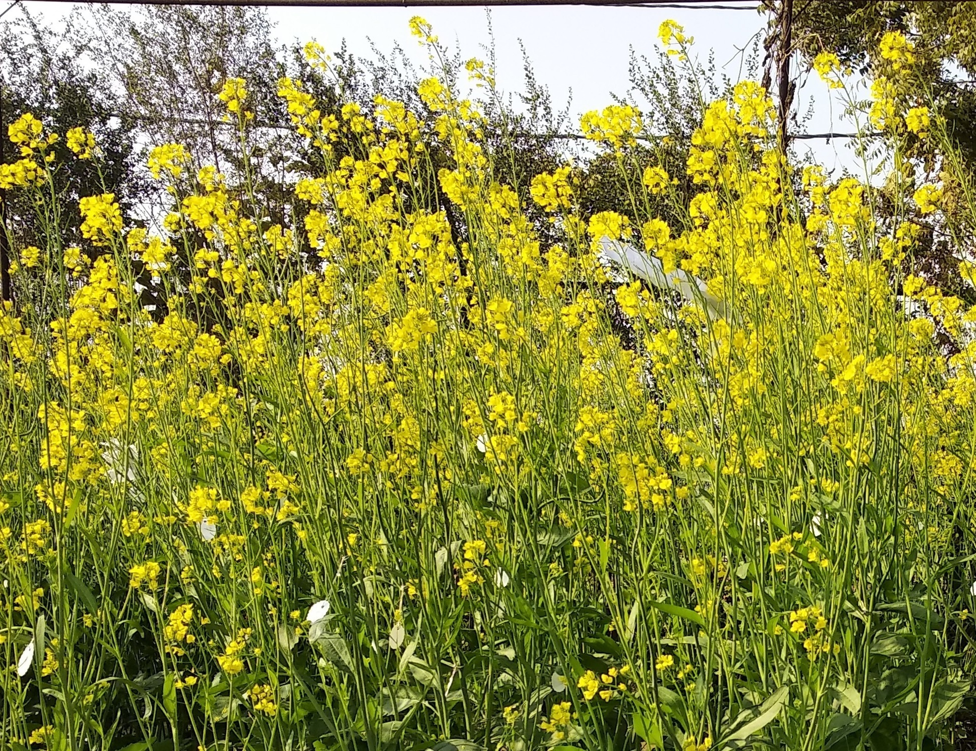 Brassica juncea image3